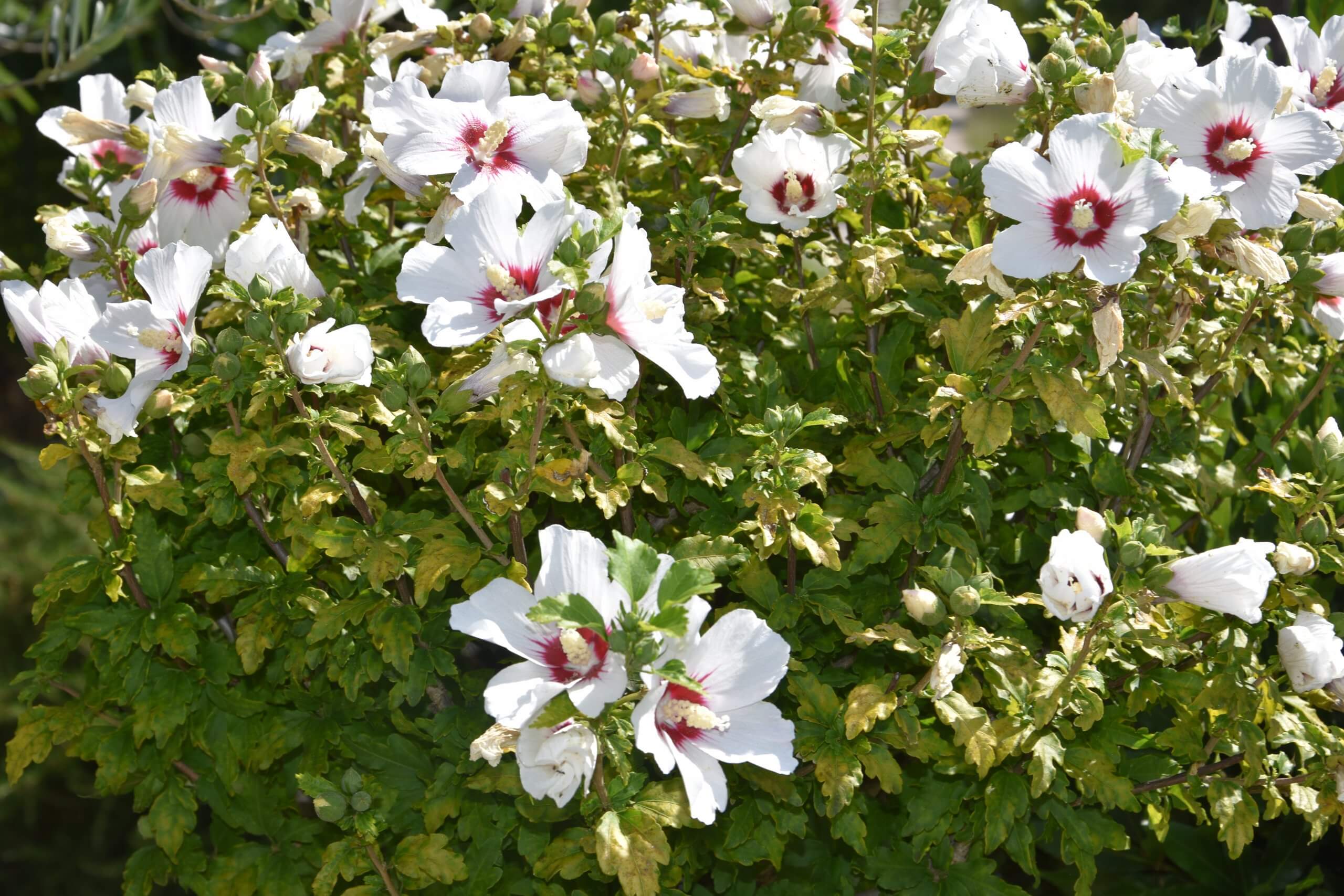 Dievmātes, Miera Karalienes, vēstījums Marijai Pavlovičai-Luneti 1987. gada 25. jūnijā